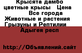 Крысята дамбо цветные крысы › Цена ­ 250 - Все города Животные и растения » Грызуны и Рептилии   . Адыгея респ.